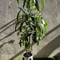 Dracaena Plant With Pot And Stand (6ft)
