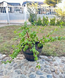 Lucky jade. (Portulacaria afra) in 10” nice pot