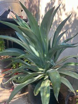 Agave Desmettiana Plant ( Smooth Agave)