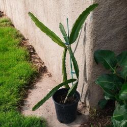 Dragon Fruit Plant