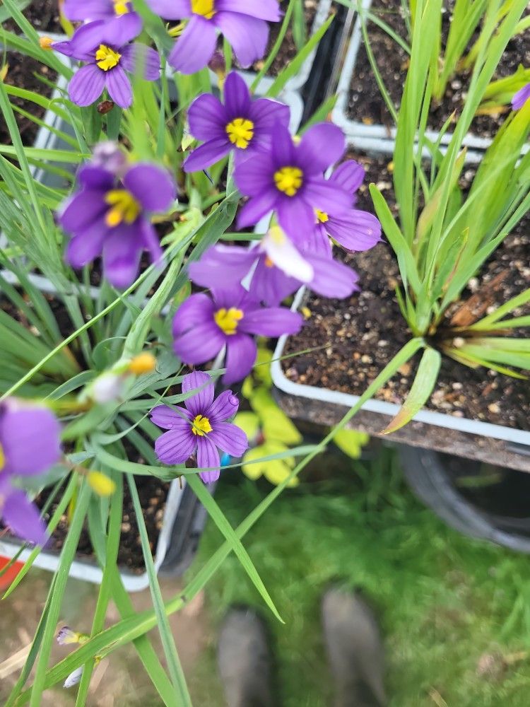 Perennial Plants