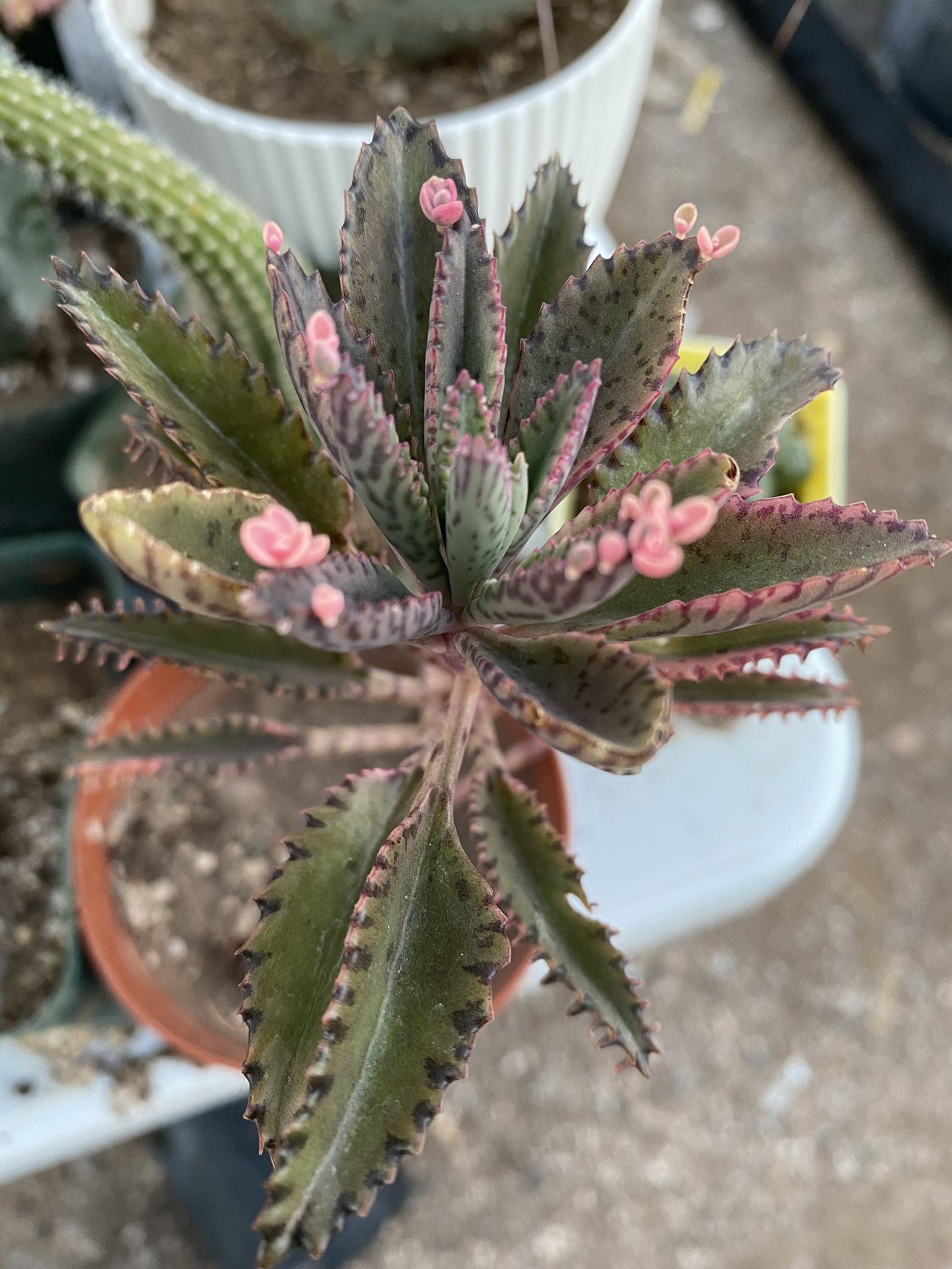 Pink Butterflies Kalanchoe 8” Rooted for Sale in Suprstitn Mountain, AZ OfferUp