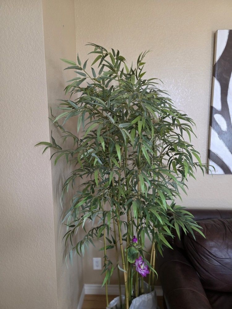 Bamboo Tree ( 6 Feet Tall ).
