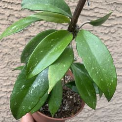 6” Hoya Publicalys Plant 