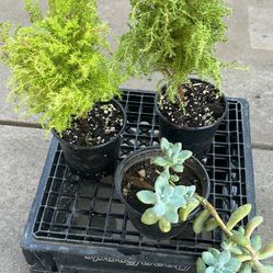 Love ❤️ Plants. Total Of 3 , Including The Succulent Plants 
