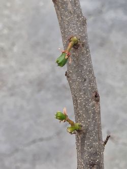 Arbolito de Jocote Ciruela Corona