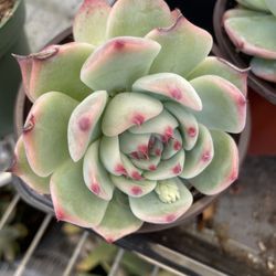 4in Pot Echeveria Succulent Plant 