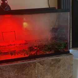 29 Gallon Tank With Dock Filter Plants And Basking Light 