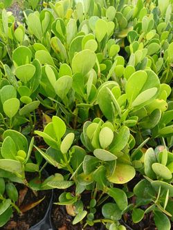 Clusia privacy hedges on sale now $4.50