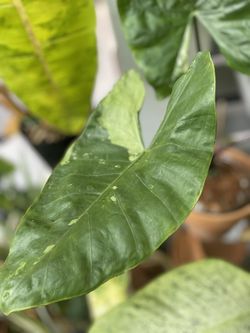 Variegated Black Stem Alocasia