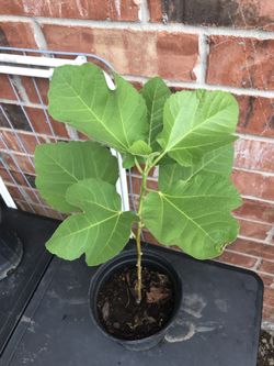 Fig tree
