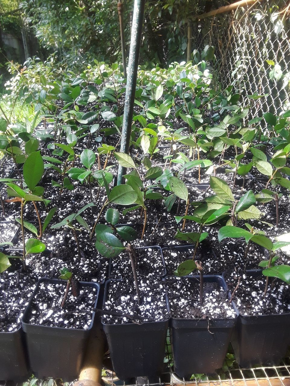 CONFEDERATE JASMINE for Sale in Plant City, FL OfferUp