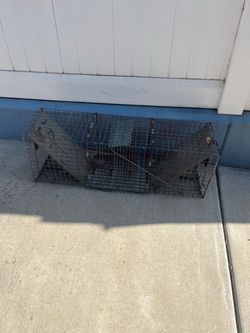 Animal trap