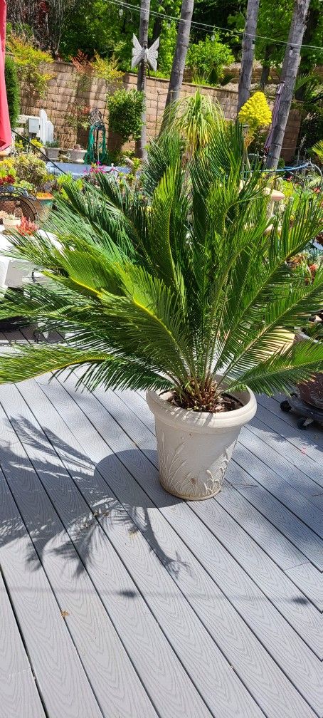 Sago Palm Tree