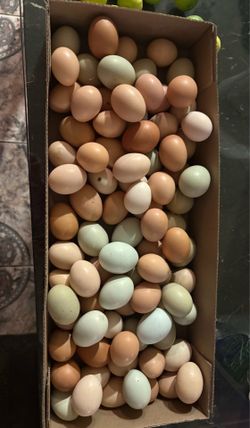 Organic eggs