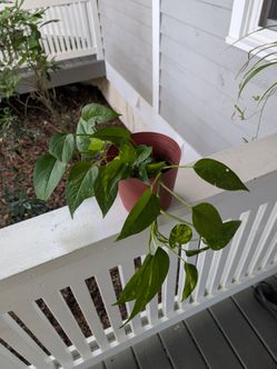 Golden Pothos Plant