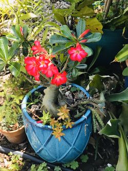 Dessert Rose Adenium Bonsai succulent flower plant home decor