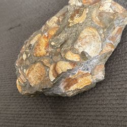 Some Type Of Fossil