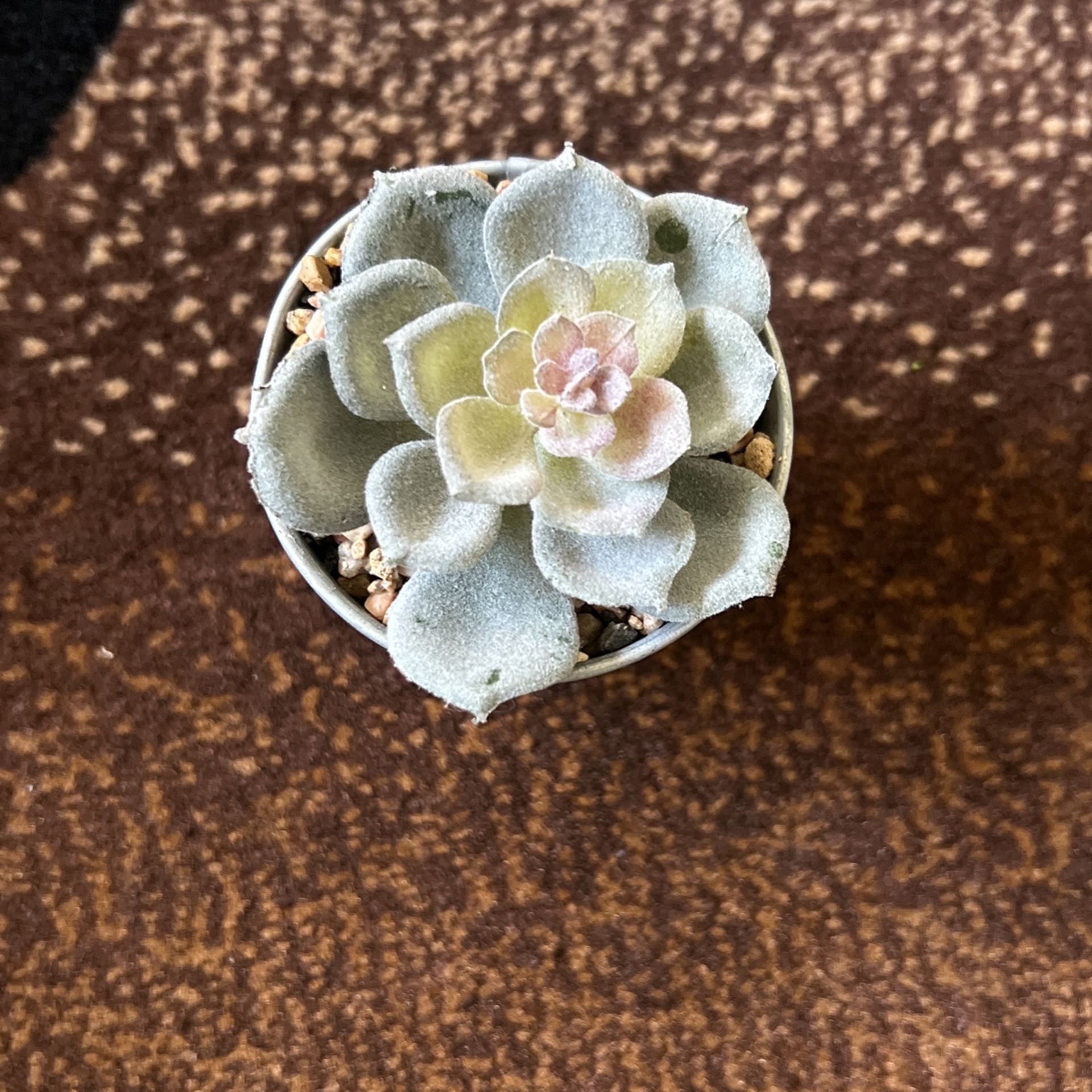 Tiny Plant 