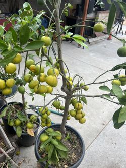 Owari Satsuma Mandating