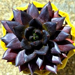 Potted Echeveria Gothika RARE 