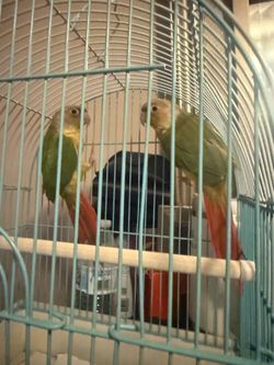 Dome Bird Cage with Perch