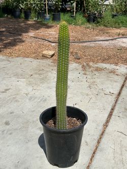 Cactus plant