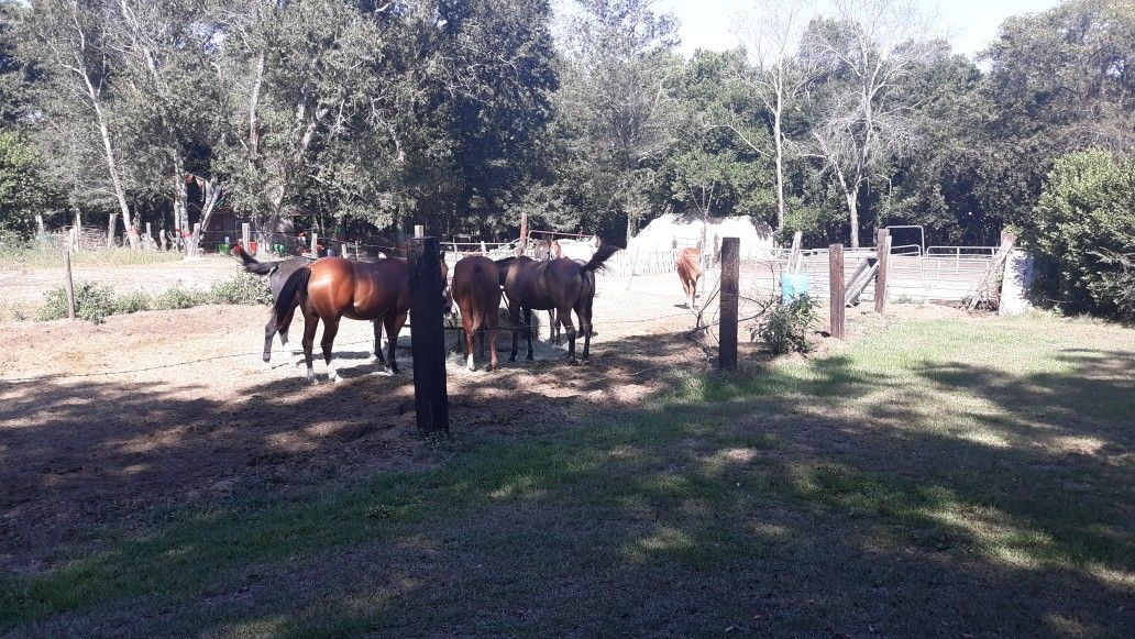 Near Horses: Lot for Sale !
