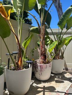 Large Bird of Paradise trees in 3 white pots