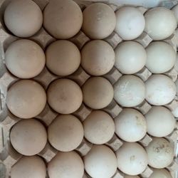 chicken Eggs Duck Eggs Goose Eggs Pigeon eggs