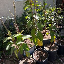 Guava plants