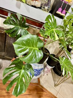 Thai Constellation Monstera Large Form
