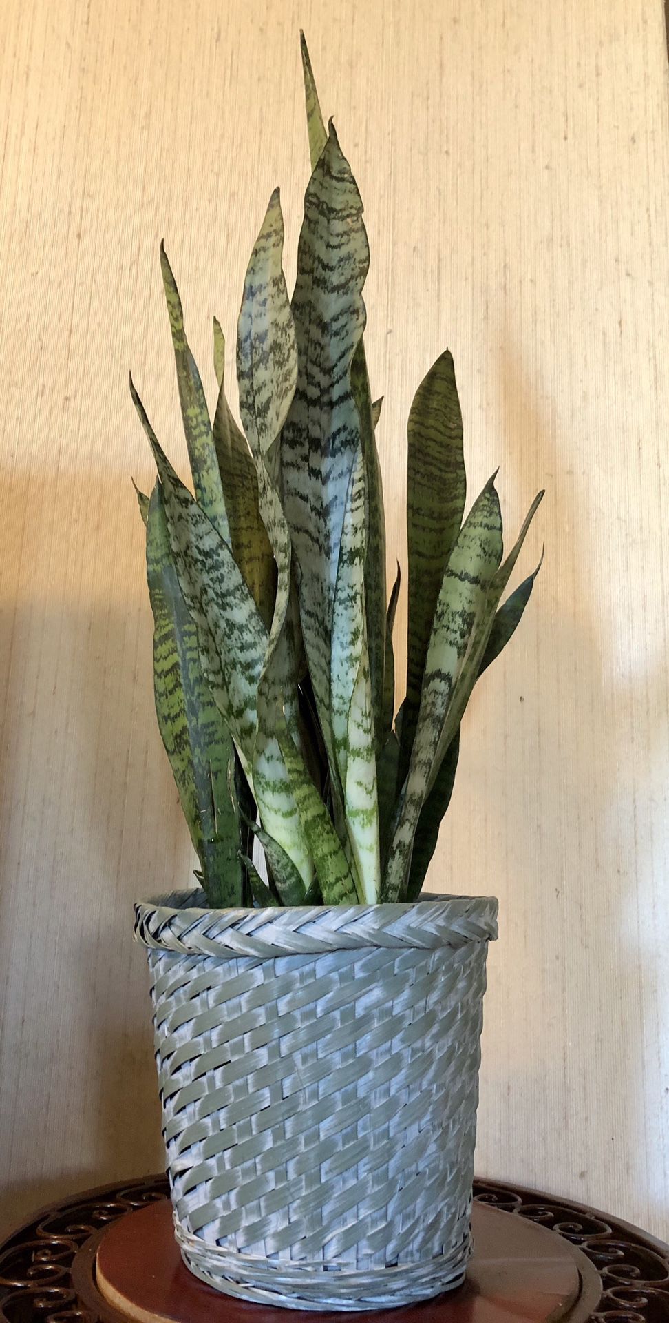 Live “Snake” plant (27" tall) comes with a beautiful 7" wicker basket (easy to maintain)