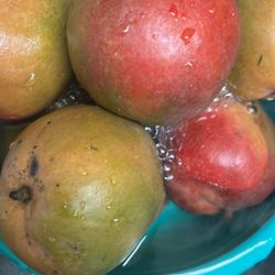 Miami Sweet mangoes