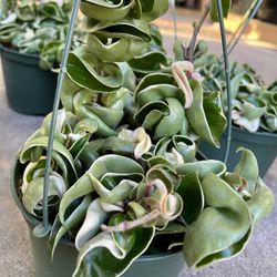 Variegated Hindu Rope Hoya 6” Pot