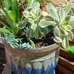 Plants with pot outside plant