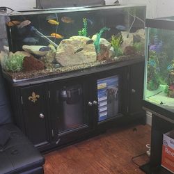 Aquarium/ fish Tank