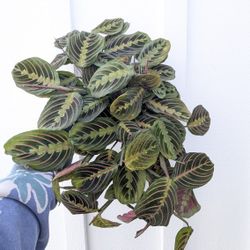 Red Maranta Plant 6" Pot - Indoor House Plants 