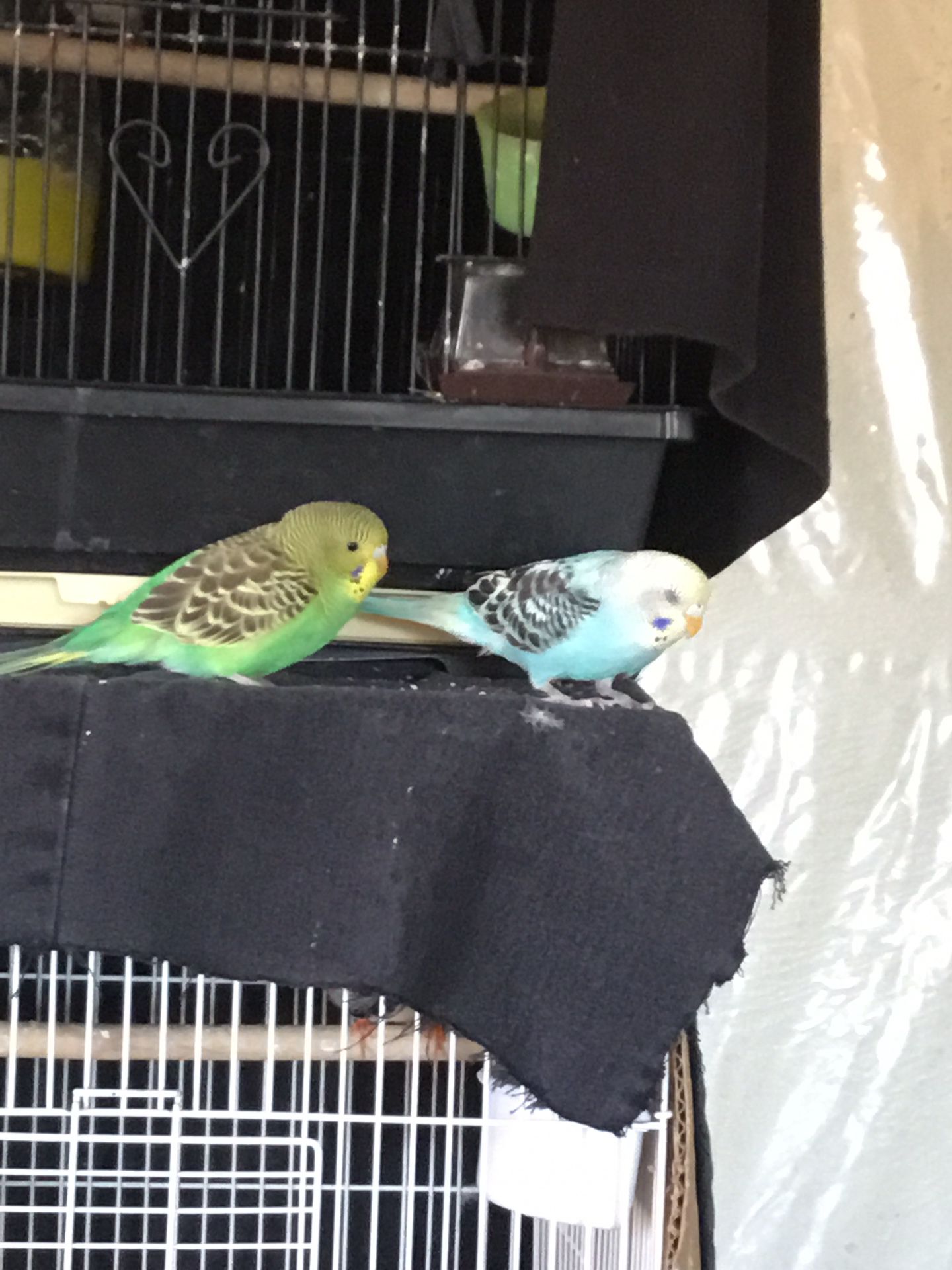We need loving homes, as a pair blue & green yellow face baby’s $40 for the pair ( No Cadge )