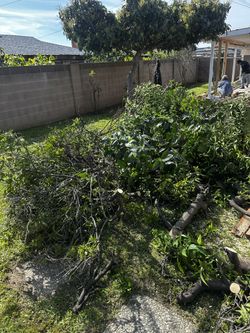 Trees Cutting Down And Treeming