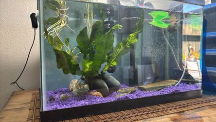 Free 5.5 gallon fish tank