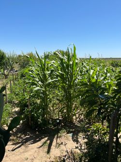 Nopales