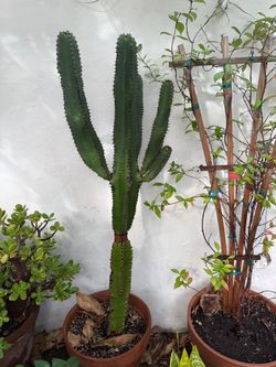 Mature Cactus in Pot