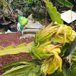 Dragon Fruit Trellises 