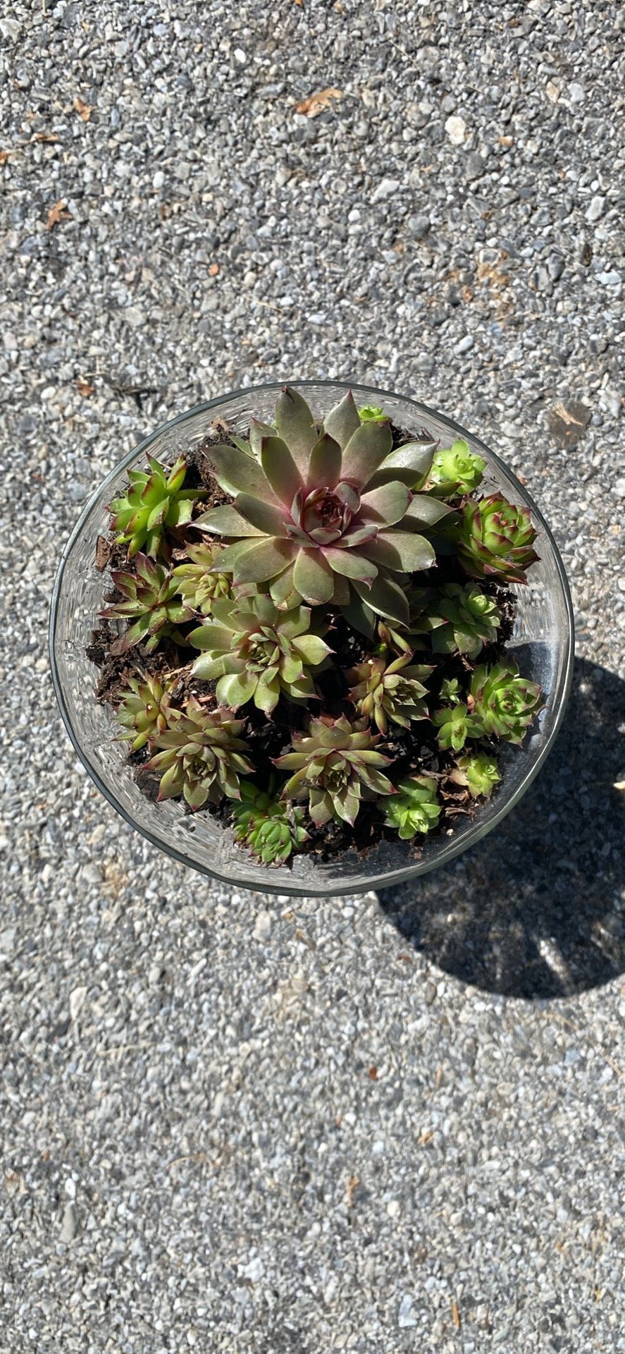 Glass & Brass Succulent Planter