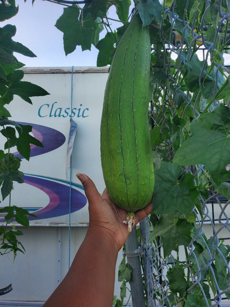Loofah Seeds 100+ It's Available