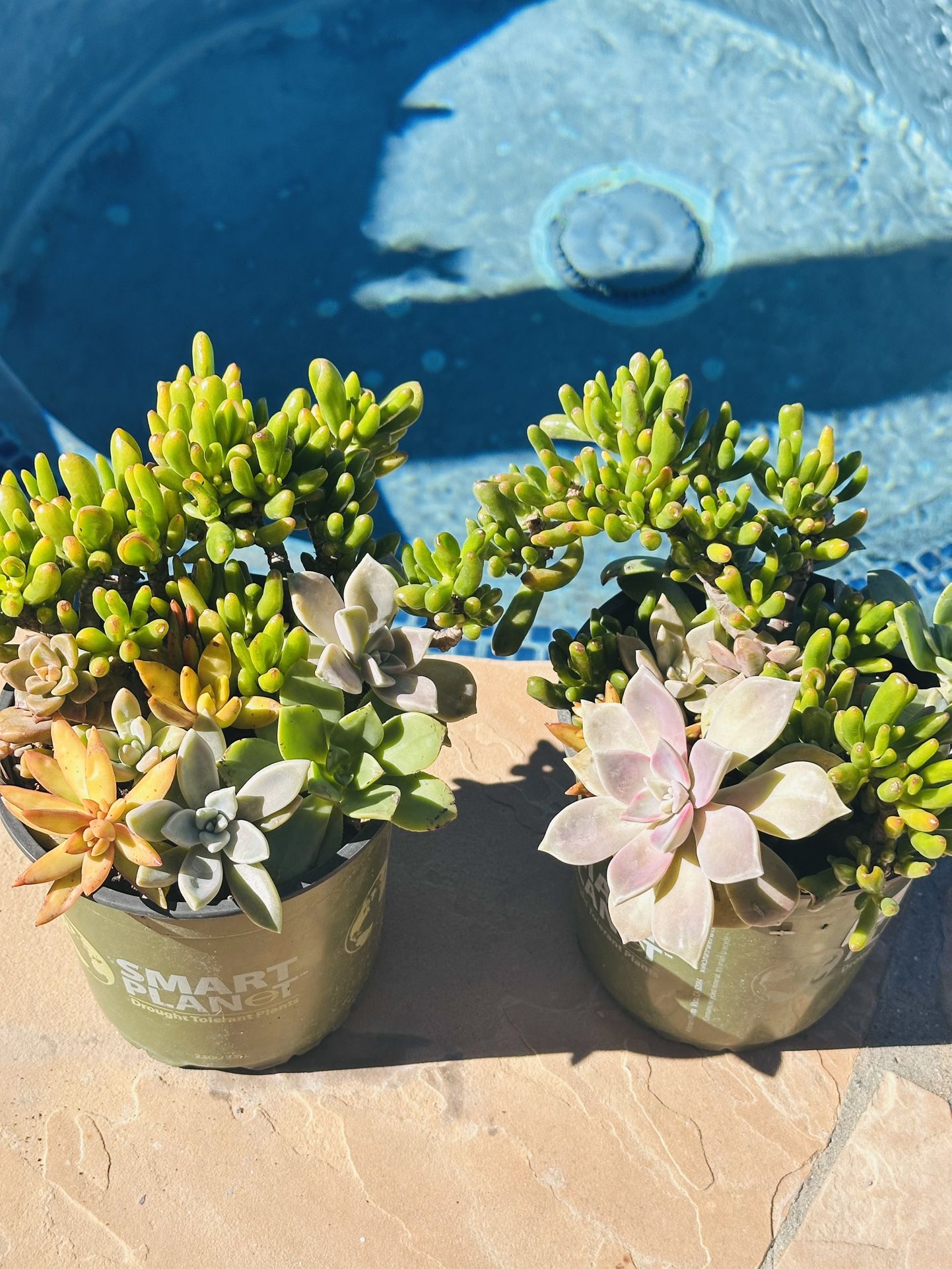 Arrangement Succulents 