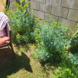 Ruda Romero Orégano 