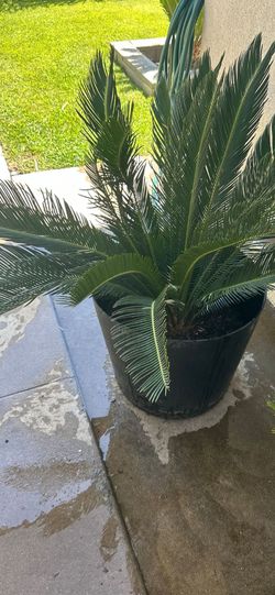 Potted sago palm