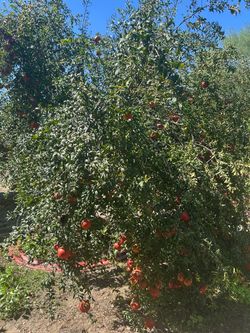 Pomegranate fruit
